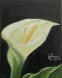 calla