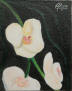 orchidee