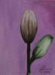tulipano